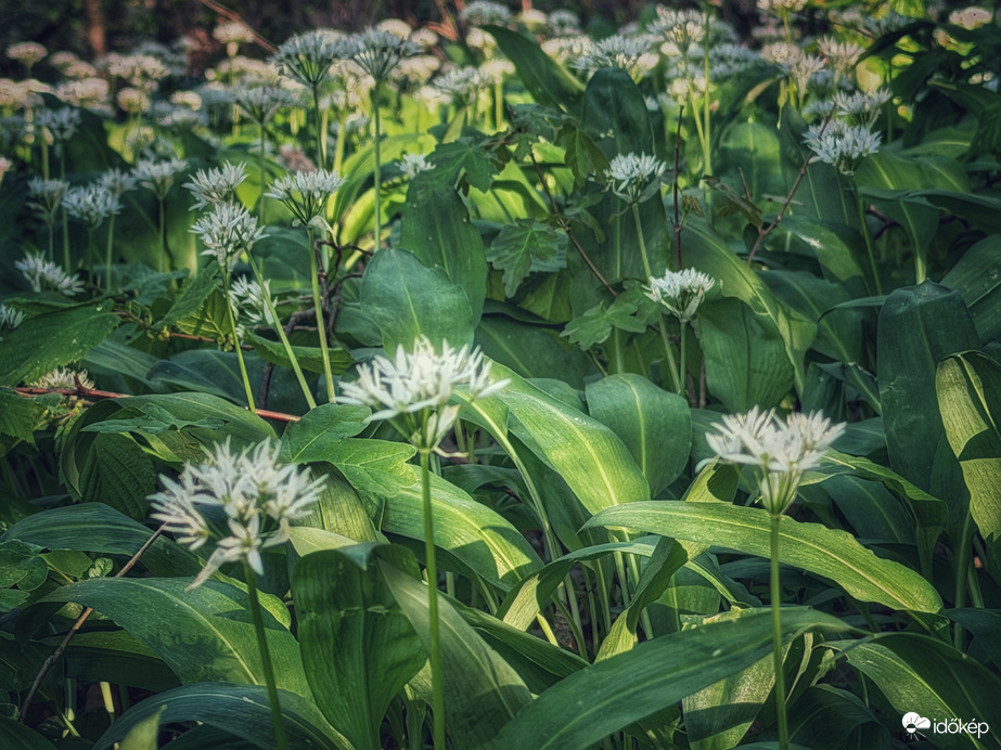 Medve, de nem brummog...