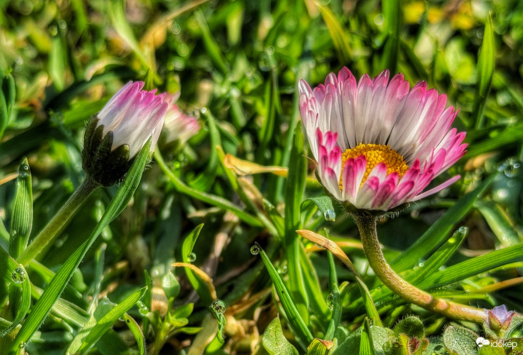 Szépségek- harmatcseppekkel...