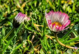 Szépségek- harmatcseppekkel...