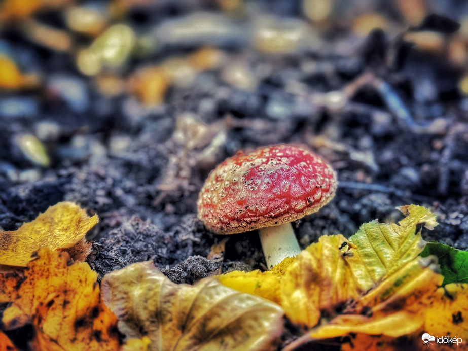 Októberi “mesegomba”…