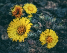 Sárga "gyógyszer"...