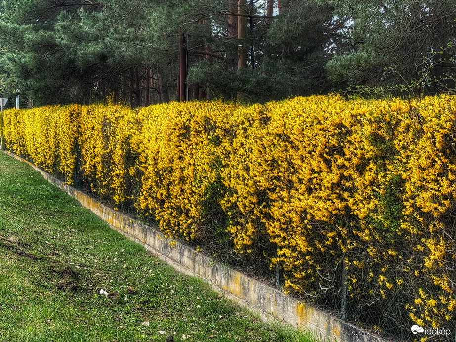 Aranycserje élősövény...