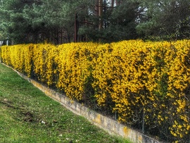 Aranycserje élősövény...