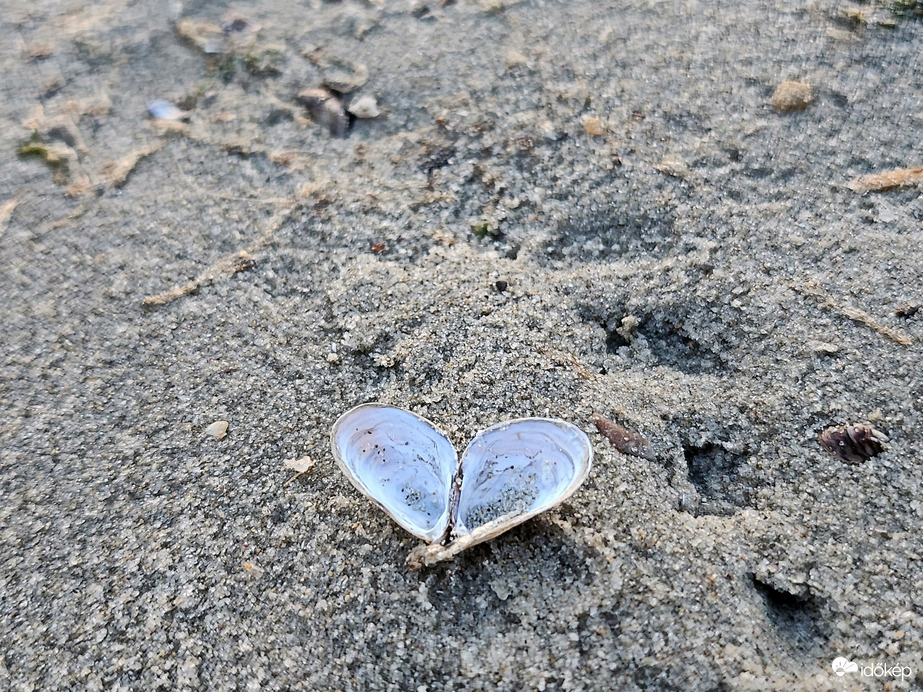 (Kagyló)szerelem...
