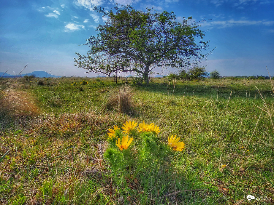 Tavaszi hérics & vackorfa