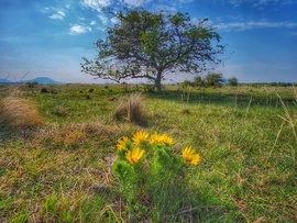 Tavaszi hérics & vackorfa