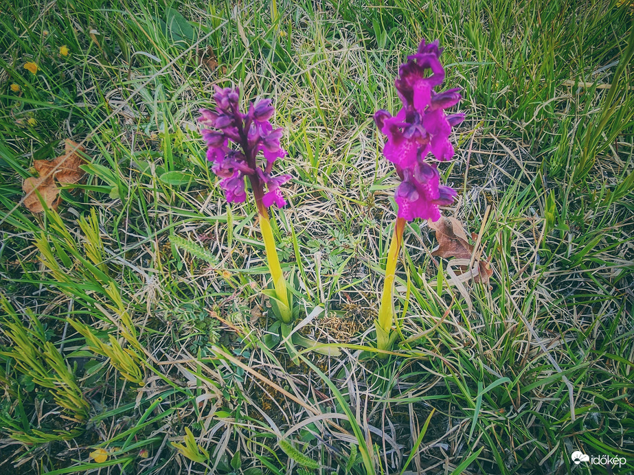 Agár, de nem kutya...