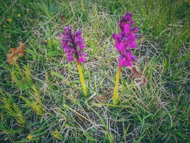 Agár, de nem kutya...