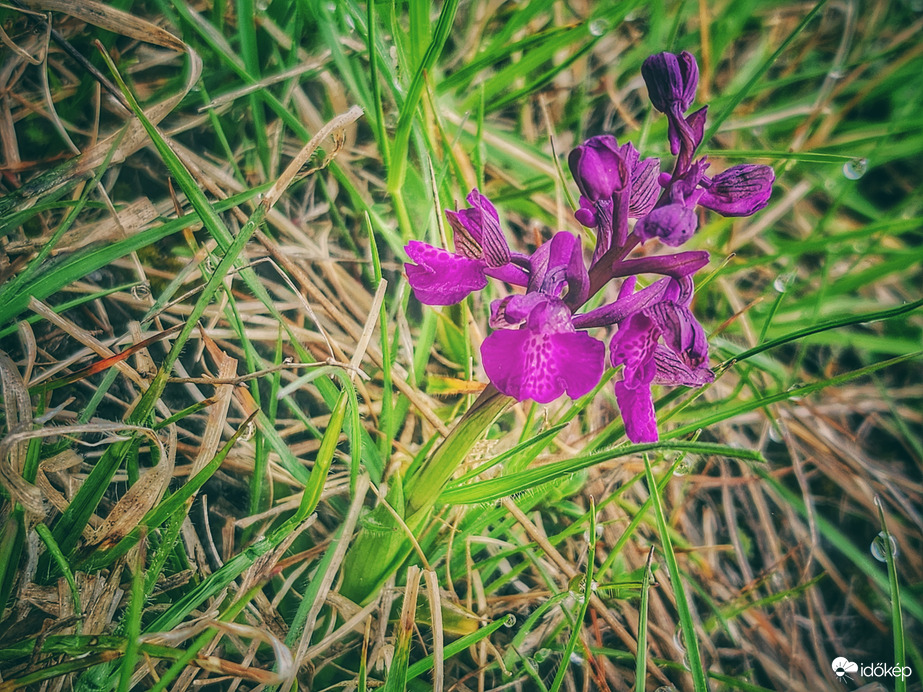 Megérkeztek- agárkosbor