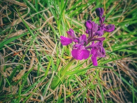 Megérkeztek- agárkosbor