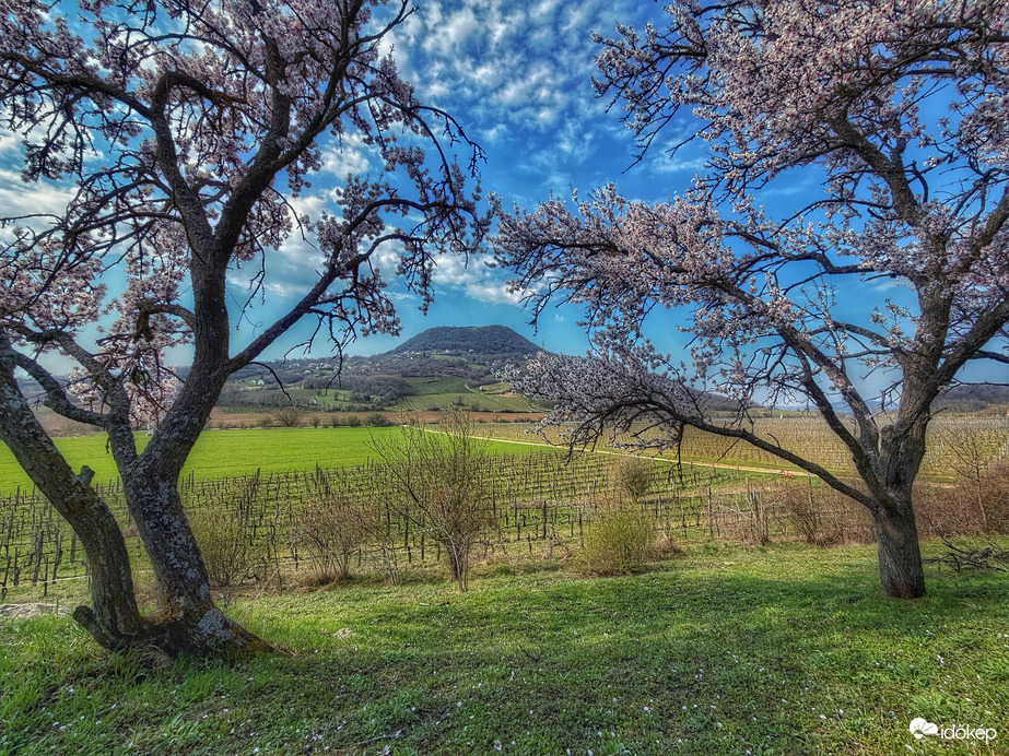 Mandulafák ölelésében...