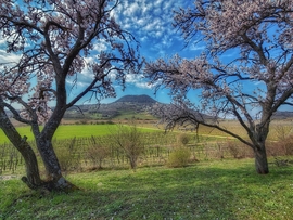 Mandulafák ölelésében...