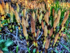 Szárba szökkentek...