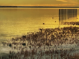 Narancsszínű álom