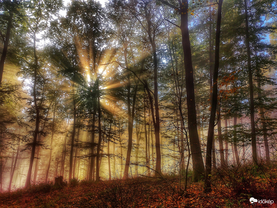Erdő közepében járok...