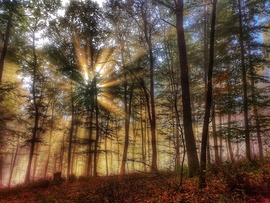 Erdő közepében járok...