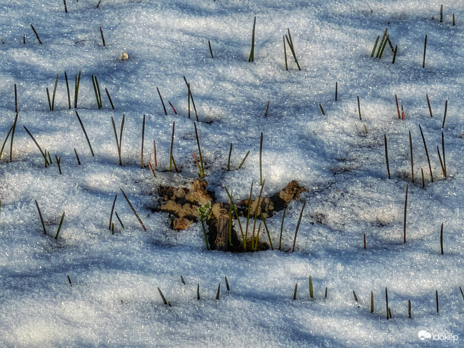 Új élet(ek) sarjad(nak)...