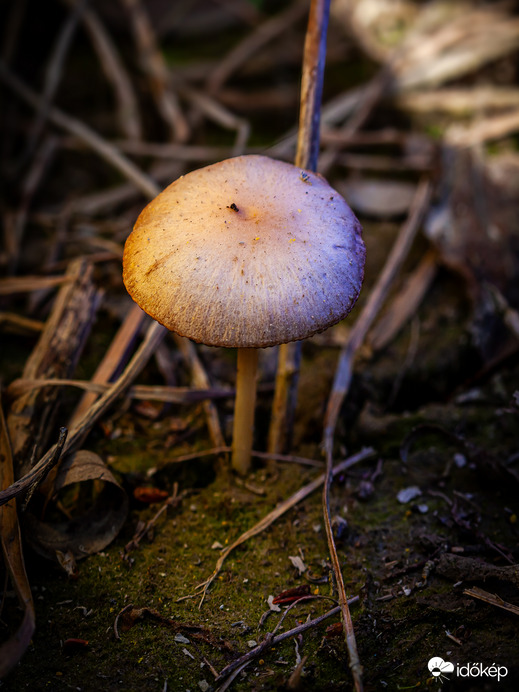 Tavaszi kalapos