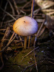 Tavaszi kalapos