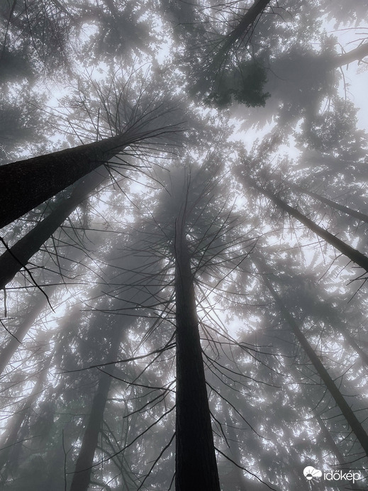 Óriások kertje. 2.