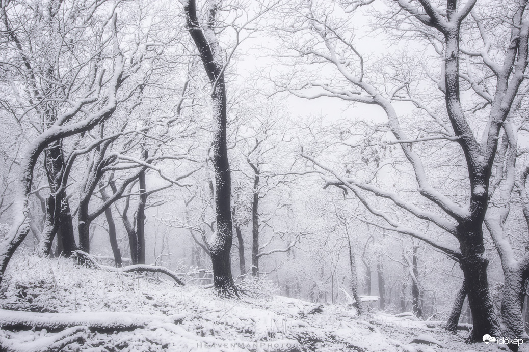 Fehér Erdők...3.
