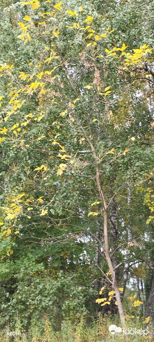 Nemesbük