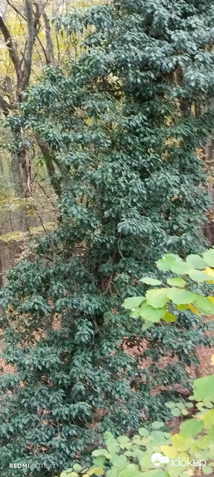Nemesbük