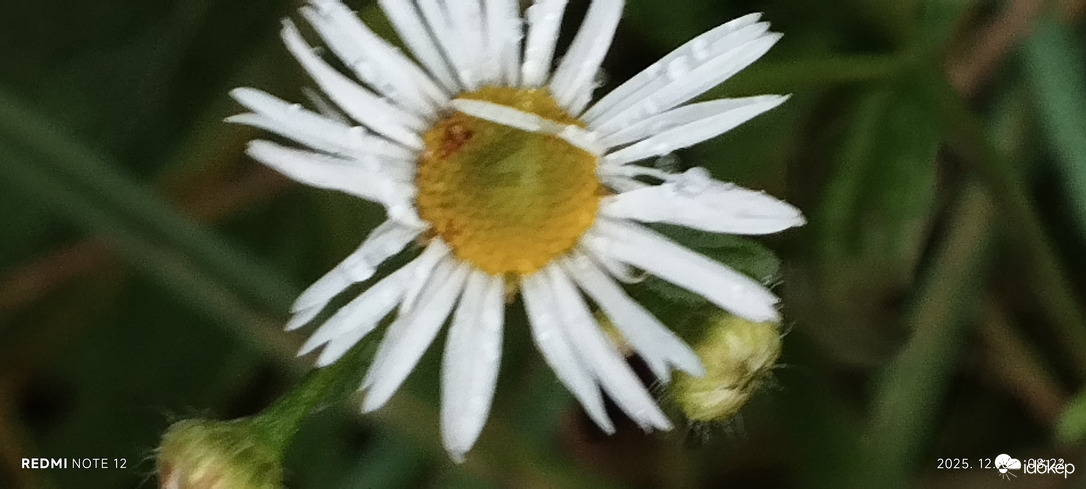 Nemesbük