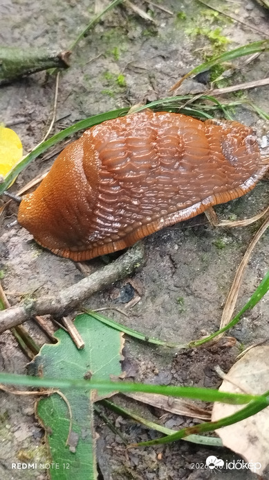 Nemesbük