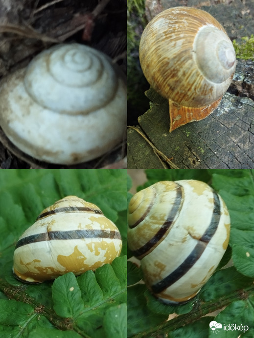 Nemesbük