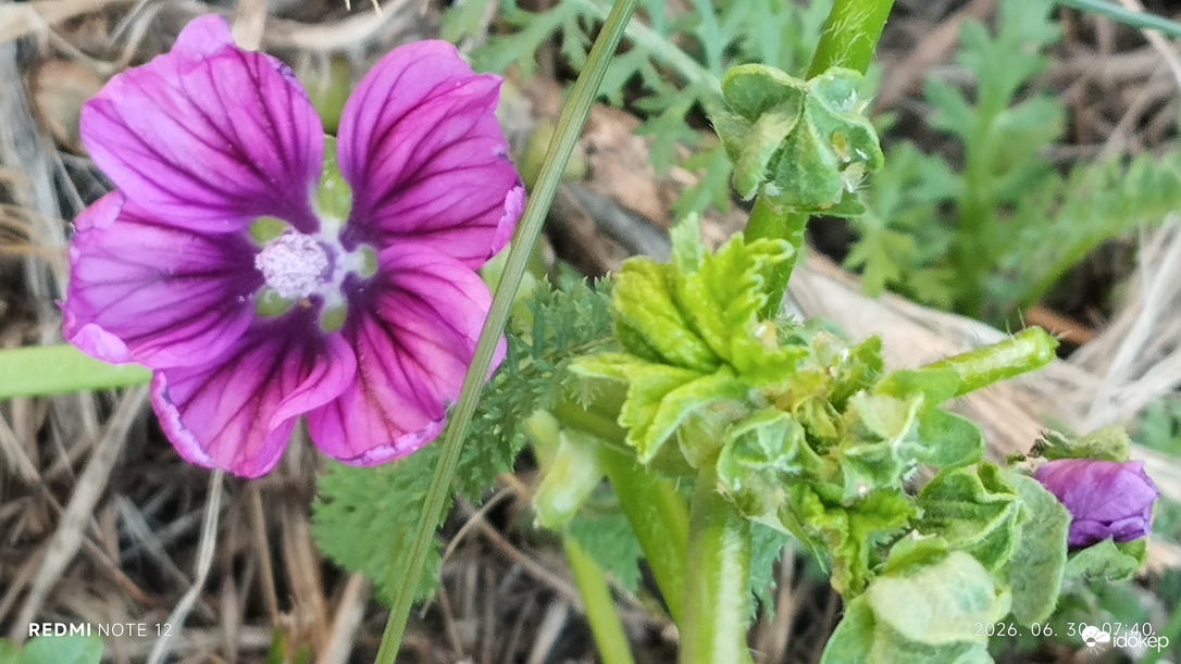 Nemesbük