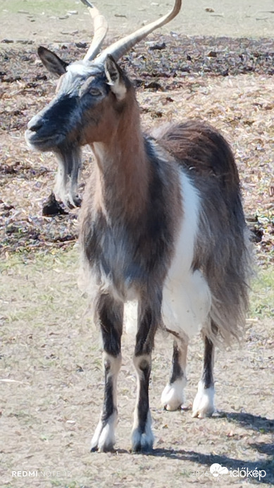 Nemesbük