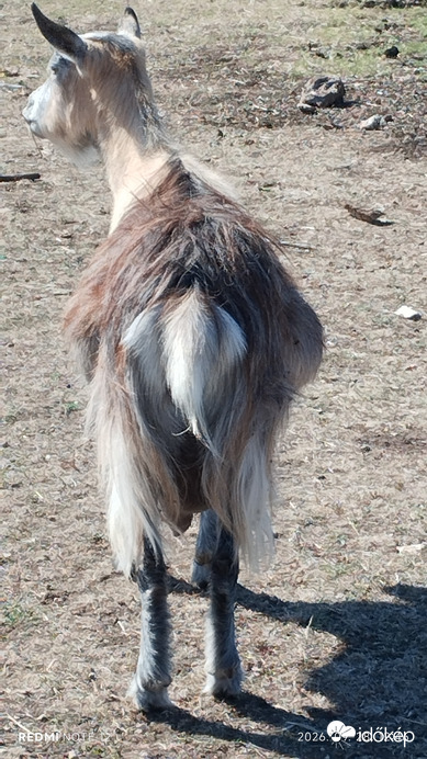 Nemesbük