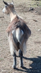 Nemesbük