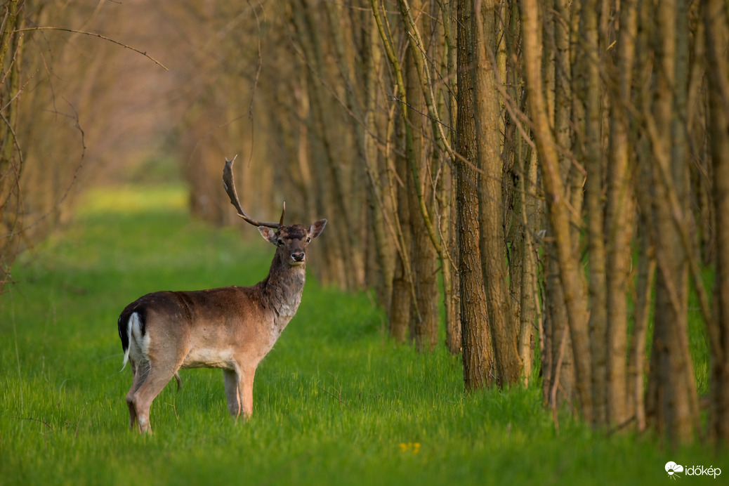 Tavaszi készülődés 