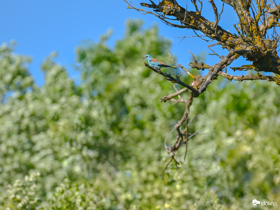 Szalakota újra itthon 