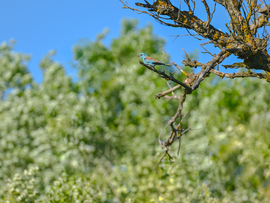 Szalakota újra itthon 