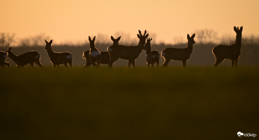 Vadvilág világnapja 