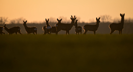 Vadvilág világnapja 