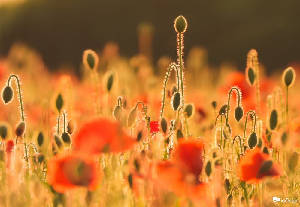 Nyílik már nyílik 