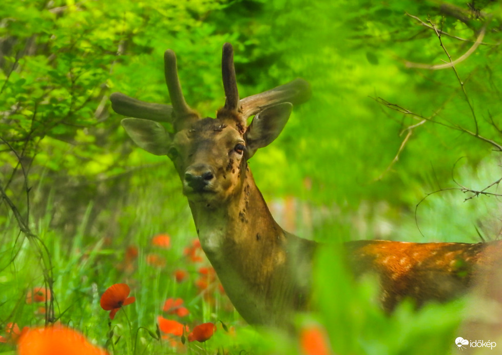 Újra láttuk egymást,csak több kullancsot is össze szedett.