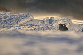 Hófúvás közepette 