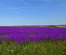 Székkutasi határ