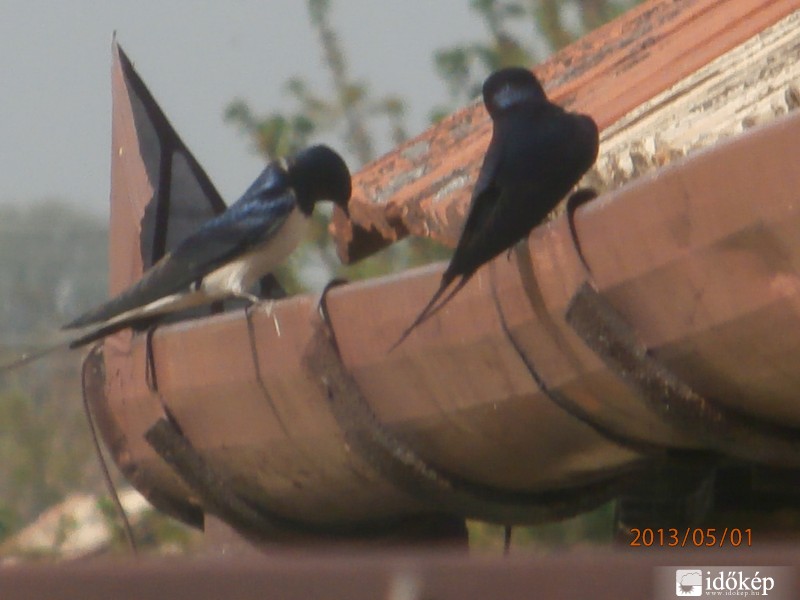 Sarlósfecskék a csatornán 