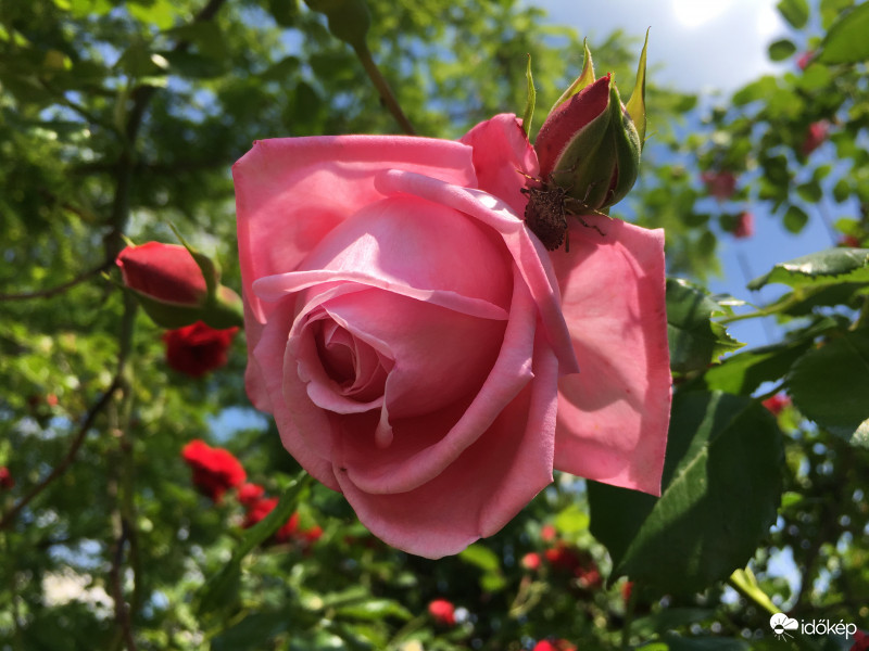 Rózsaszínű rózsa