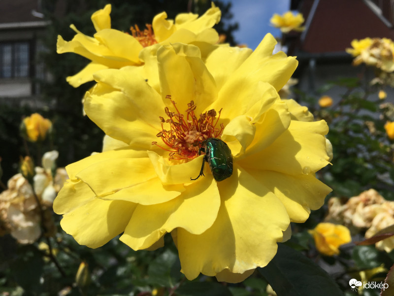 Aranyos rózsabogár