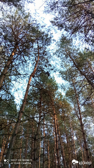 Kiskunmajsa