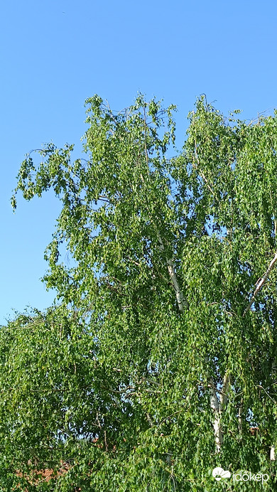 Kiskunmajsa
