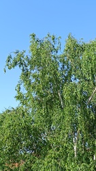 Kiskunmajsa