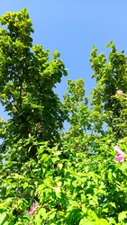 Kiskunmajsa